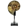 Ammonite su vetro e base in ottone nichelato