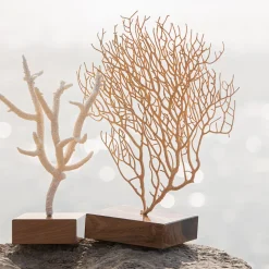 Corallo di Acropora Nobilis su base di noce