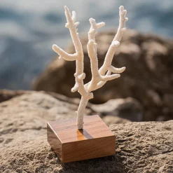 Corallo di Acropora Nobilis su base di noce
