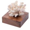 Corallo Pocillopora Meandrina su base di noce