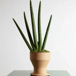 Erba Set di vasi e sottovasi per piante in terracotta