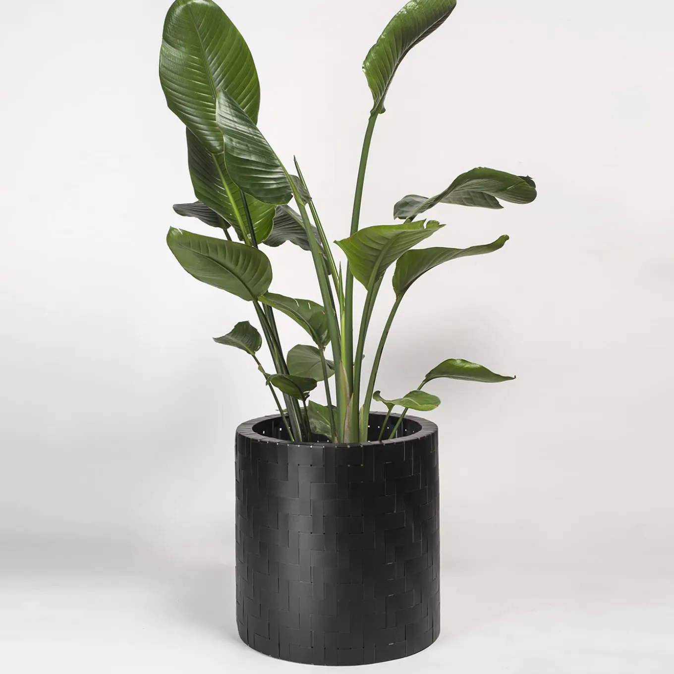 Hedera Black Abatellis Cachepot