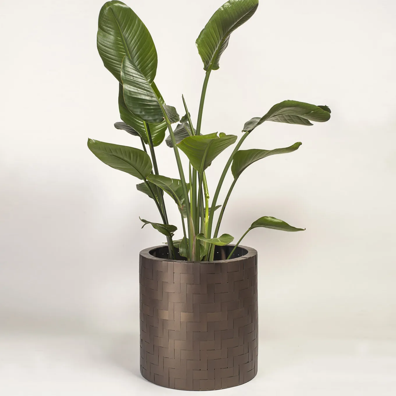 Hedera Brown Medici Cachepot