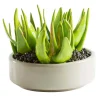 Pianta di Aloe in ceramica d.22cm