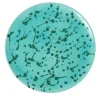 Piatto decorativo in ceramica verde e acqua