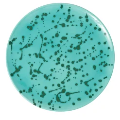 Piatto decorativo in ceramica verde e acqua
