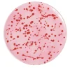 Piatto decorativo in ceramica fucsia e rossa