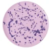 Piatto decorativo in ceramica lilla e viola