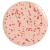 Piatto decorativo in ceramica rosa e borgogna