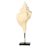 Scultura con piedistallo Pleuroploca