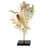 Scultura con piedistallo in conchiglia di Murex