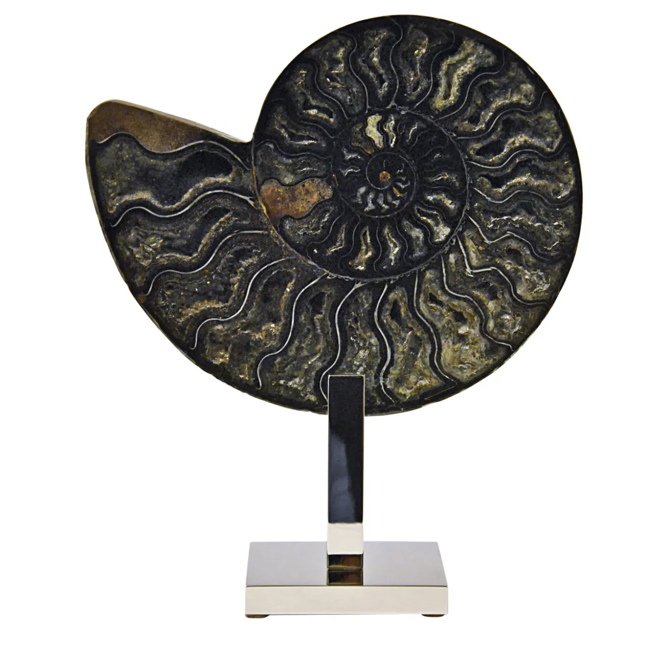 Scultura nera di ammonite