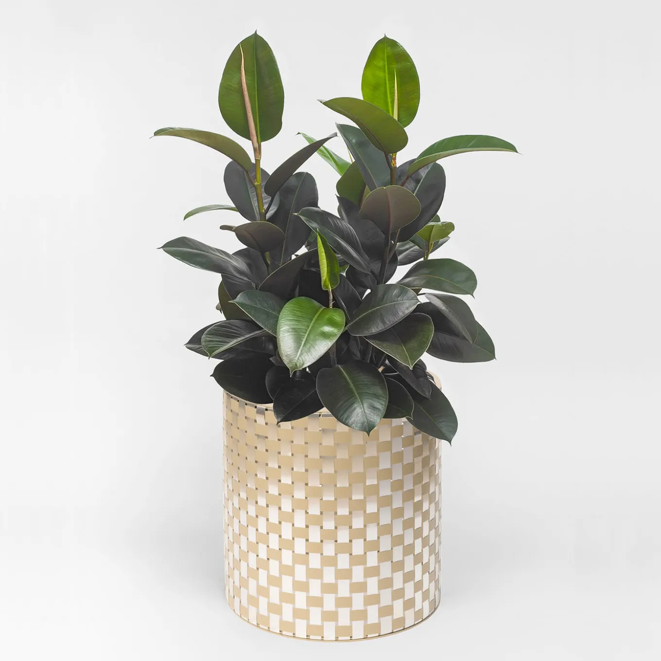 Splot4flowers Cachepot ottico oro