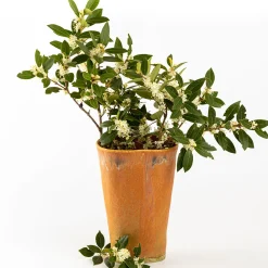 Vaso a calice arancione