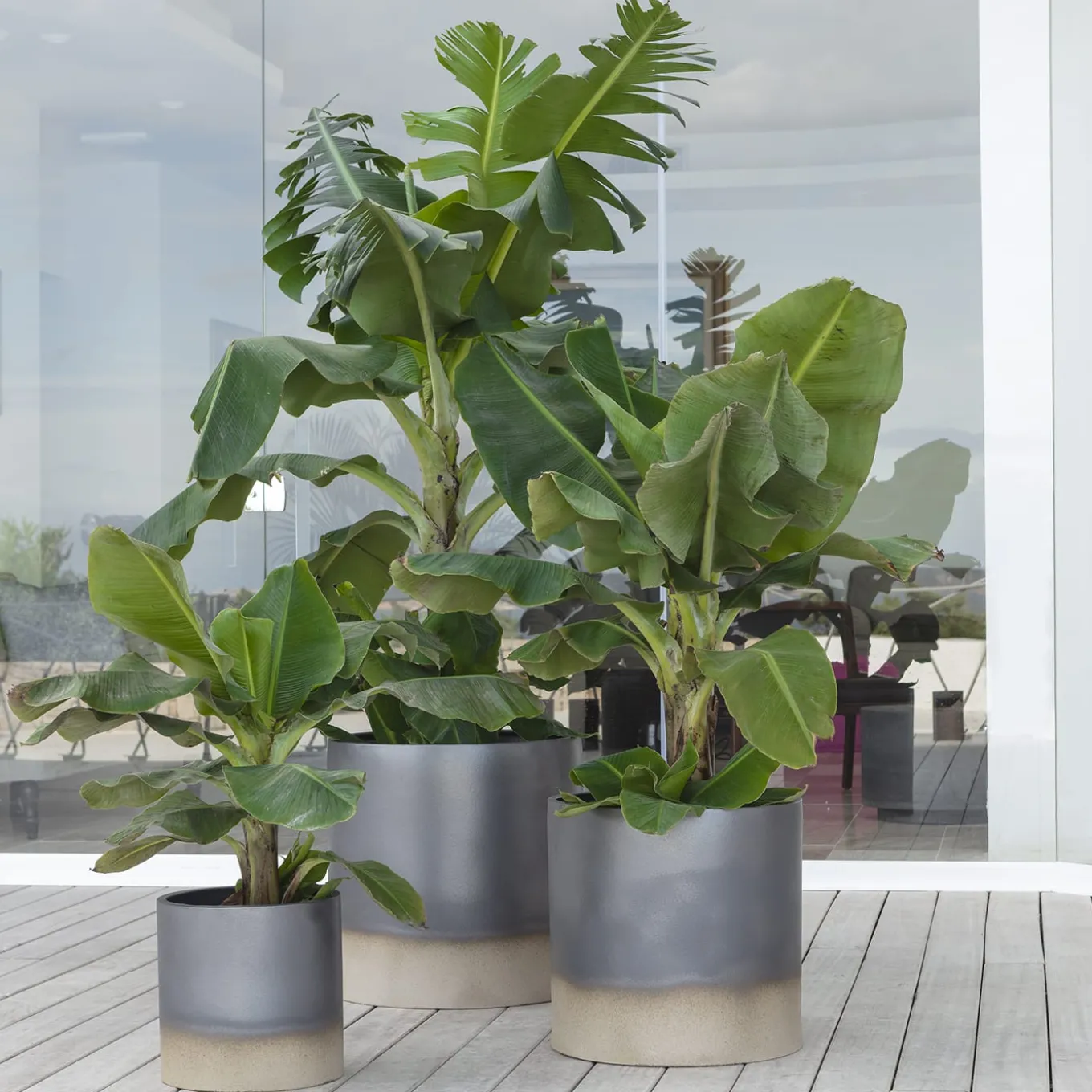 Vaso Palm Beach
