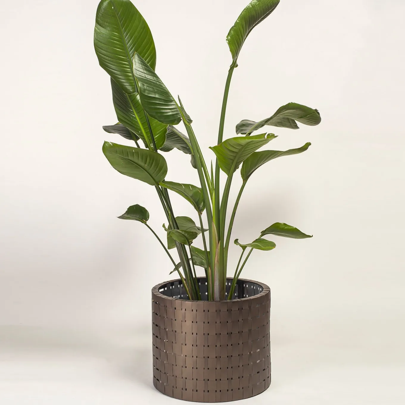 Vitis Brown Medici Cachepot