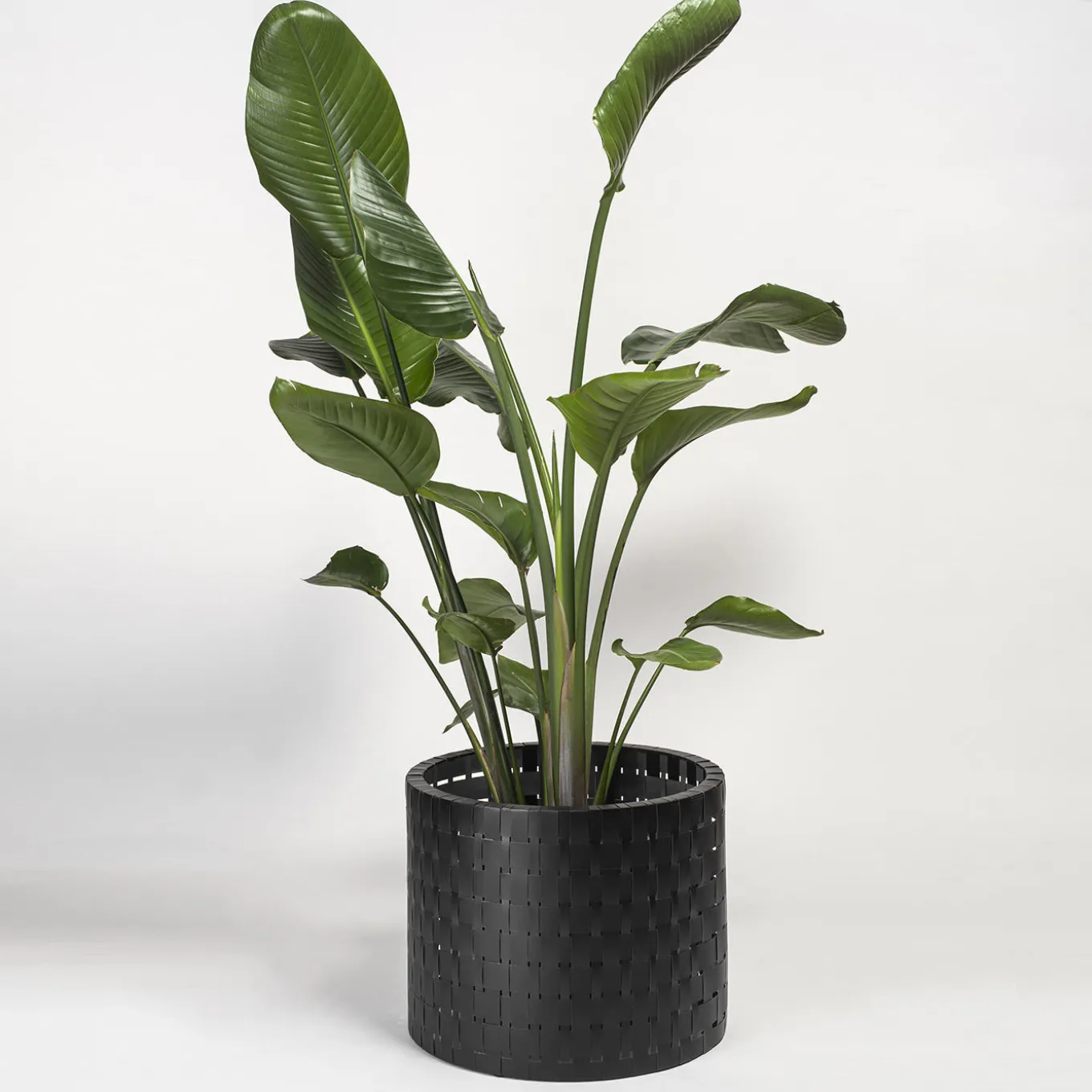 Vitis Nero Abatellis Cachepot